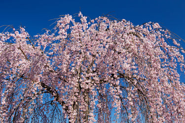 10 WEEPING HIGAN CHERRY Tree Japanese Prunus Subhirtella Pendula Pink Flower Seeds